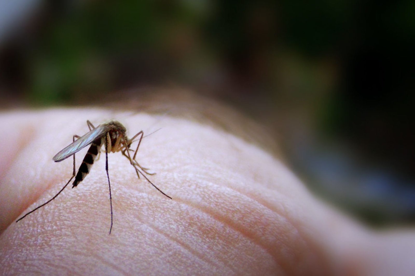 A mosquito resting on a hand, illustrating the relevance of mosquito control services in Austin, TX.