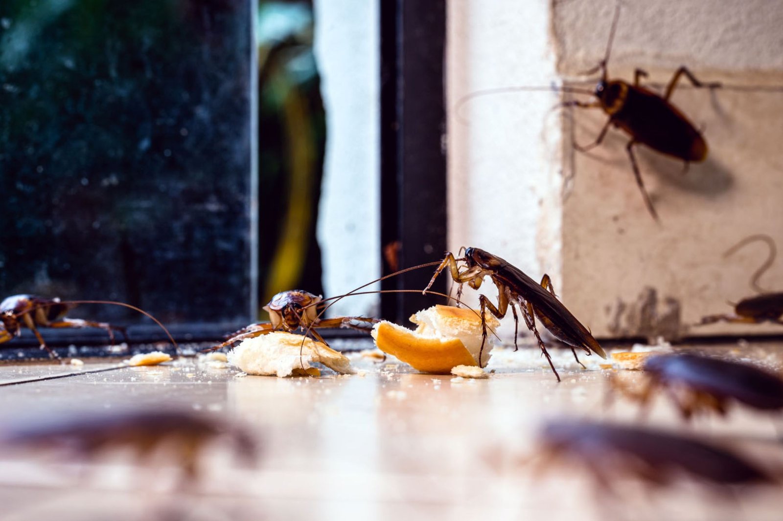 Cockroaches are seen eating food in a kitchen, illustrating a pest problem in Austin, TX, requiring professional control.