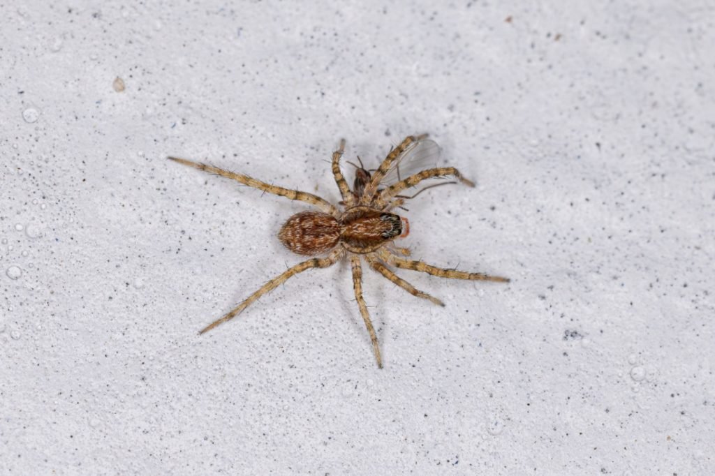 A spider positioned on a white surface, illustrating the need for spider control services in Austin, TX.