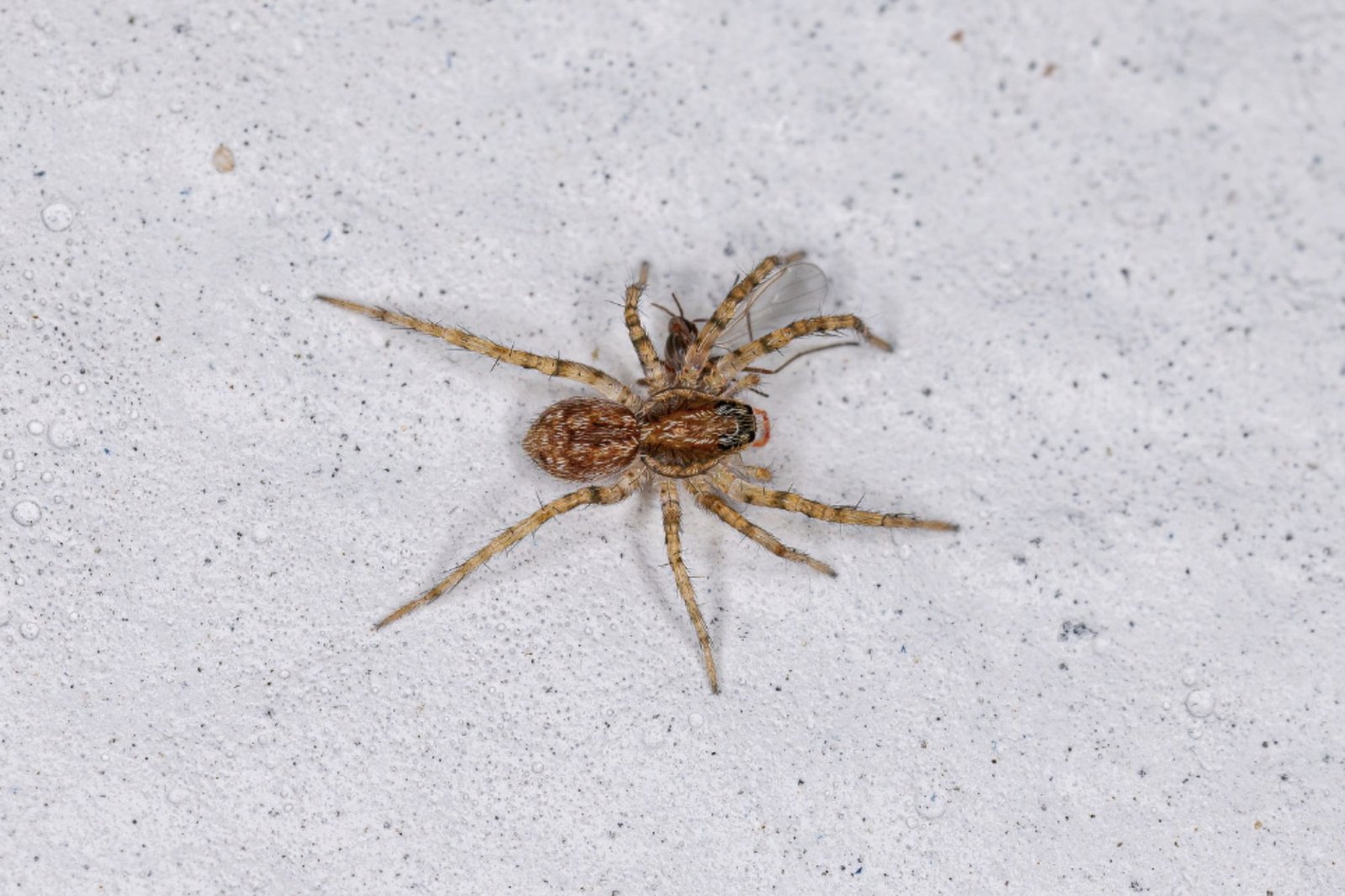 A spider positioned on a white surface, illustrating the need for spider control services in Austin, TX.