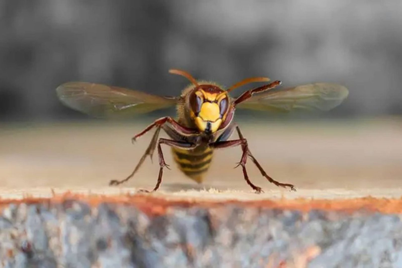 A wasp on wood with wings spread, representing the need for effective stinging control services in Austin, TX.
