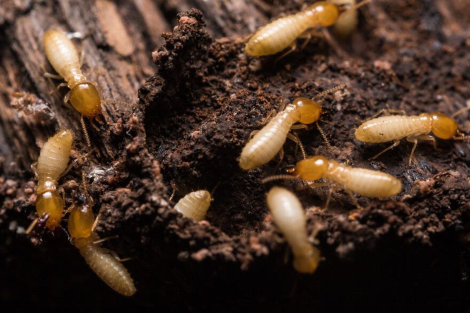 Termites on a wooden log, showcasing the issue of termite infestations in Austin, TX.