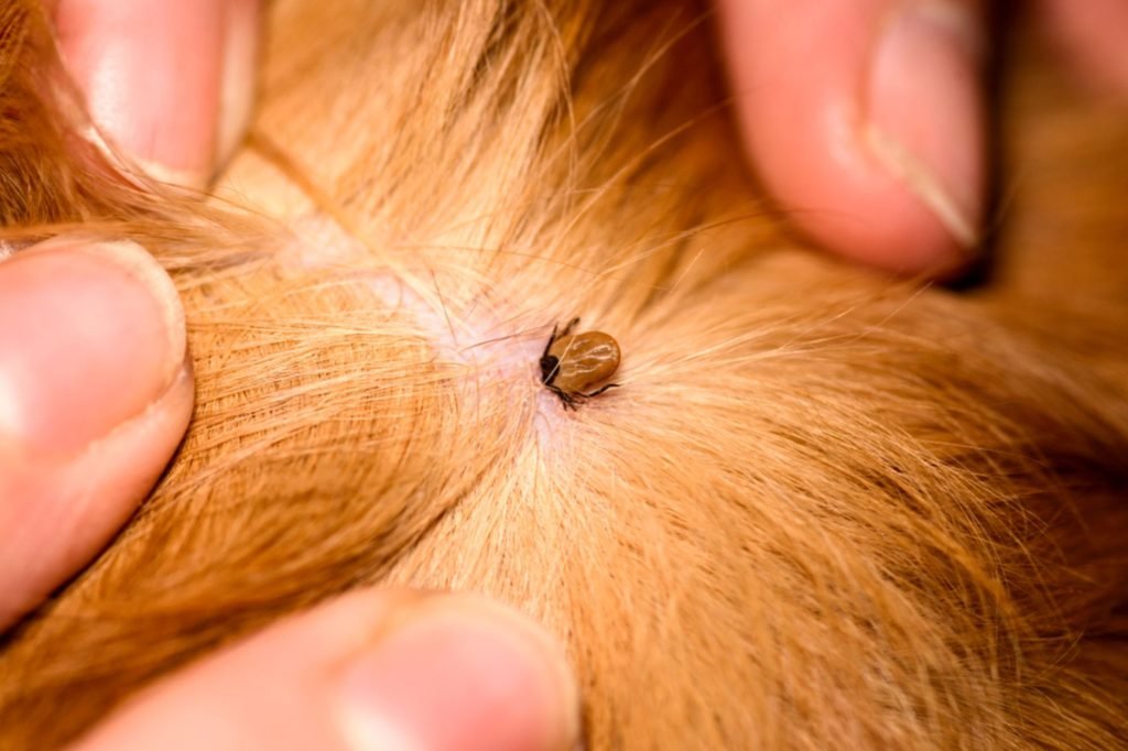 A person caresses a dog's hair, representing tick and flea control services offered in Austin, TX.