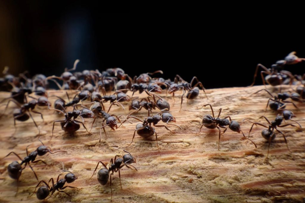 A detailed view of ants on wood, illustrating the importance of ant control services available in Austin, TX.