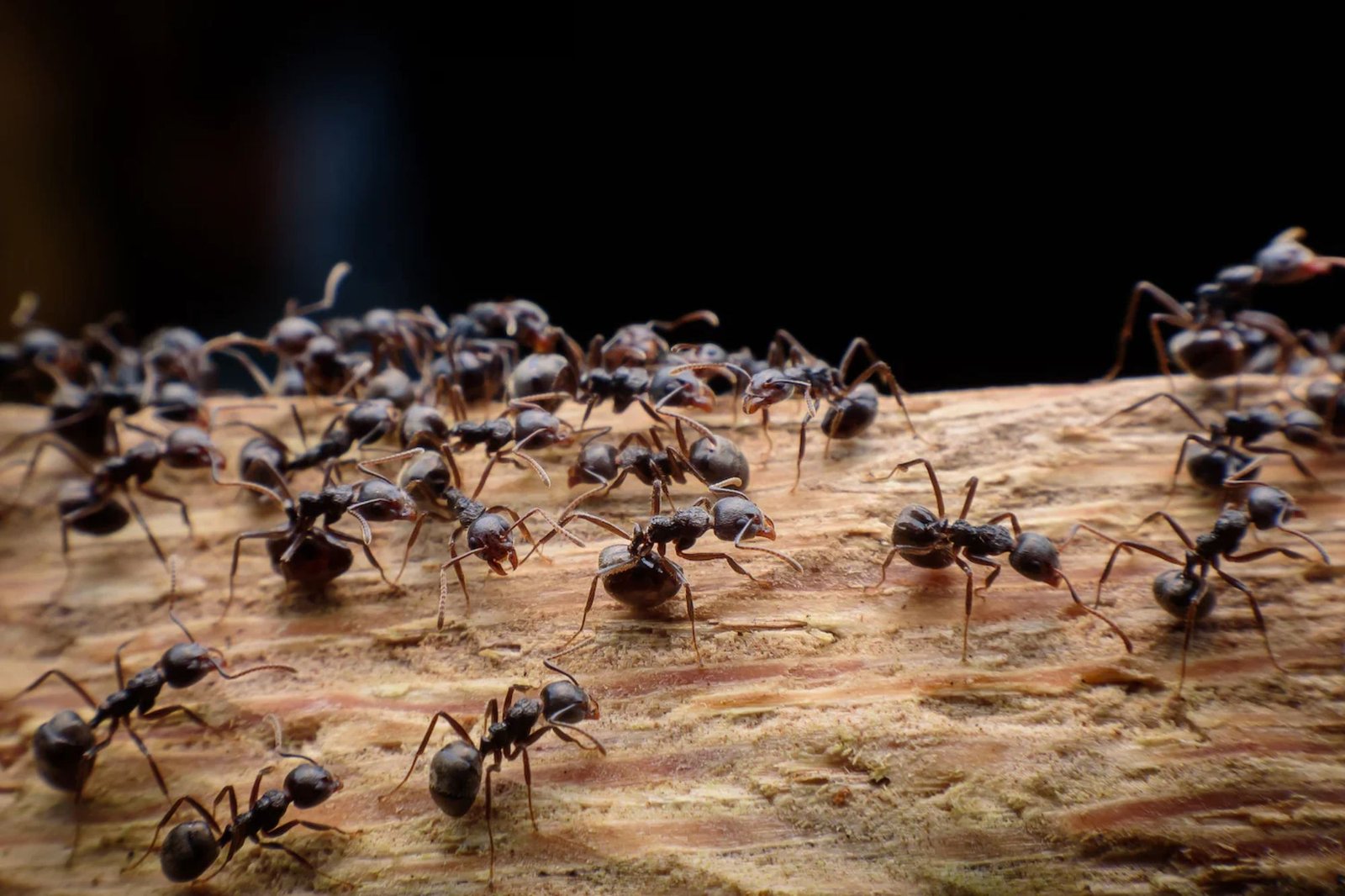 A detailed view of ants on wood, illustrating the importance of ant control services available in Austin, TX.